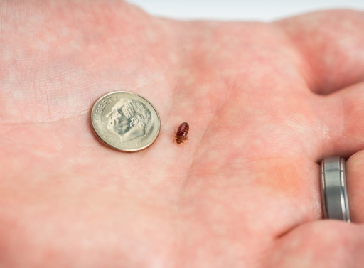 Bed bug size and shape